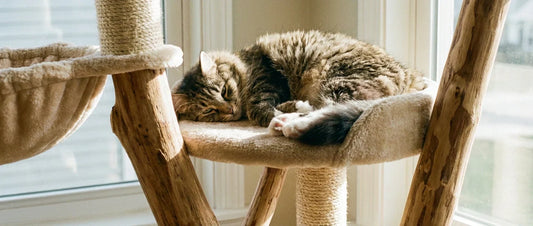 Est-ce qu'un arbre à chat est obligatoire pour les chats ?