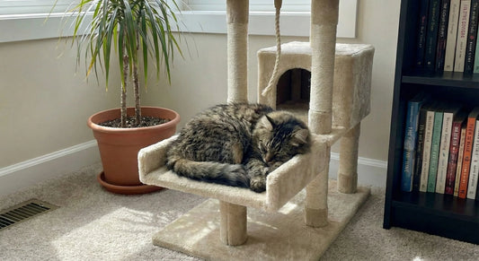 Quel arbre à chat choisir ?